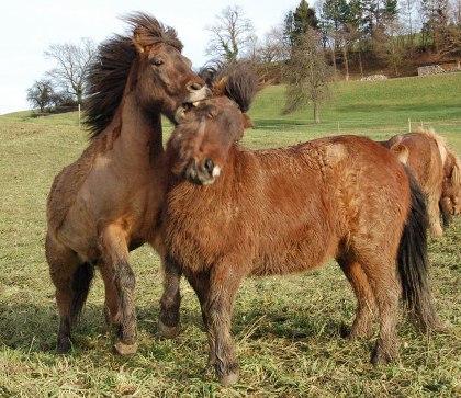 100101_brutals-pony.jpg 100101_brutals-pony.jpg