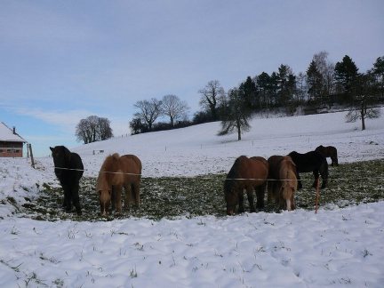 Winterweide.jpg Winterweide.jpg